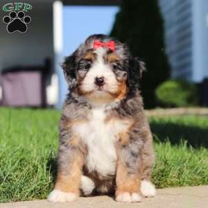 Fern, Mini Bernedoodle Puppy